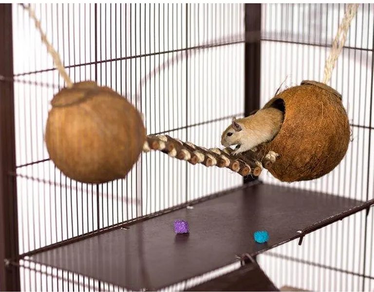 Prevue Pet Products Double Coconut with Ladder - 62818 Photo 1