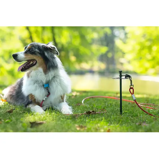 Prevue Pet Products 20 Foot Tie-out Cable Heavy Duty Photo 4