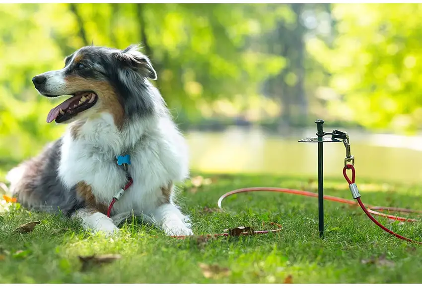 Prevue Pet Products 20 Foot Tie-out Cable Heavy Duty Photo 4