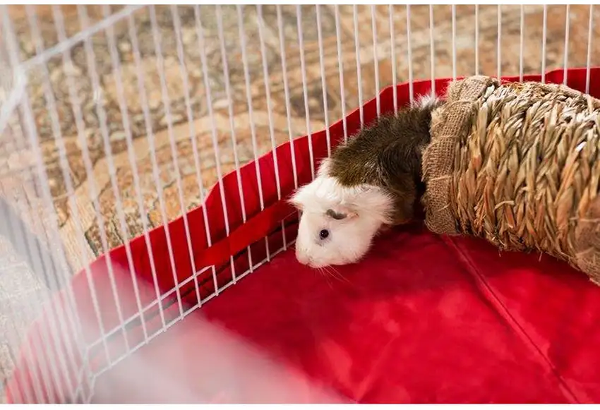 Prevue Pet Products Grass Tunnel - 1098 Photo 2