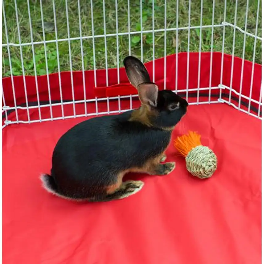 Prevue Pet Products Grassy Nibblers Squash - 1080 Photo 2