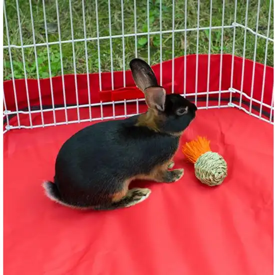 Prevue Pet Products Grassy Nibblers Squash - 1080 Photo 2