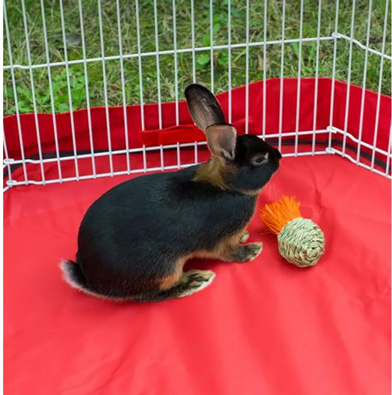 Prevue Pet Products Grassy Nibblers Squash - 1080 Photo 2