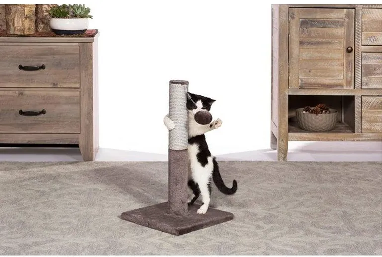Prevue Pet Products Kitty Power Paws Play & Scratch Photo 2