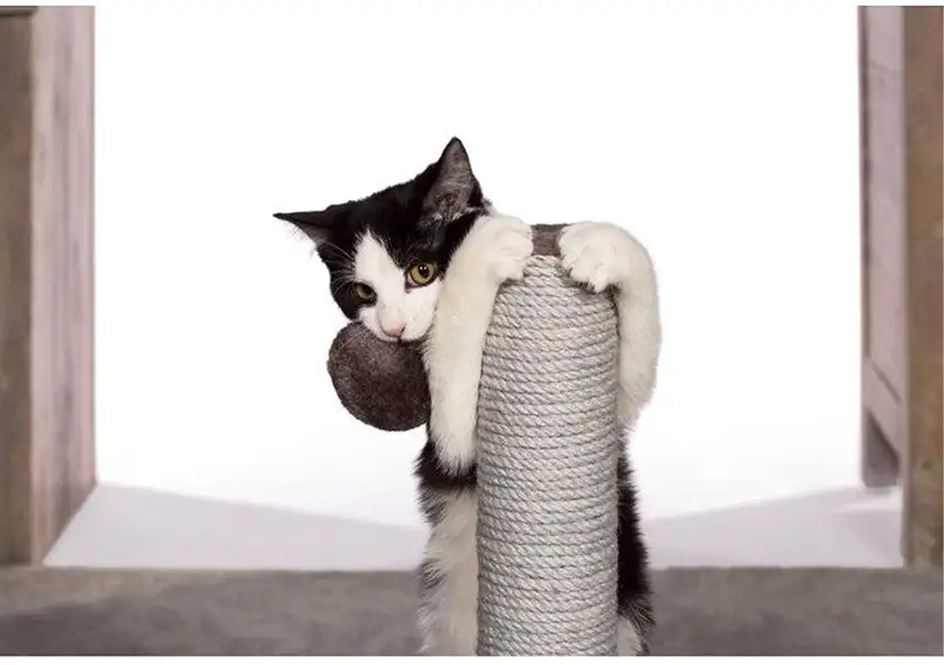 Prevue Pet Products Kitty Power Paws Play & Scratch Photo 3