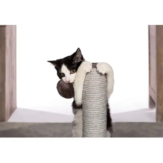 Prevue Pet Products Kitty Power Paws Play & Scratch Photo 3
