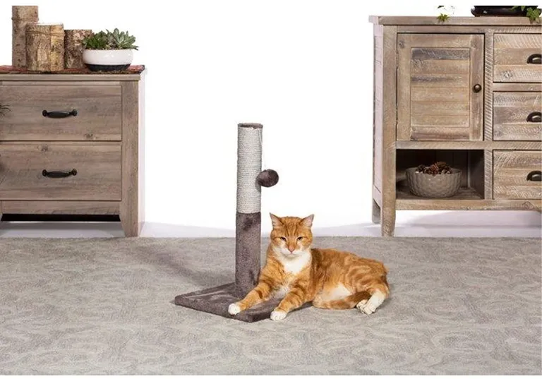 Prevue Pet Products Kitty Power Paws Play & Scratch Photo 4