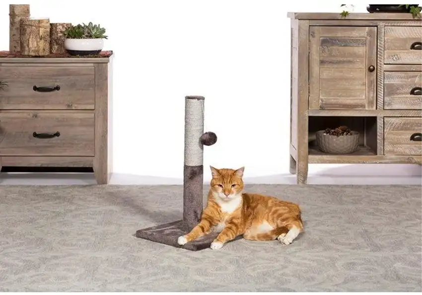 Prevue Pet Products Kitty Power Paws Play & Scratch Photo 4
