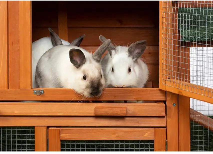 Prevue Pet Products Rabbit Hutch with Double Run Photo 4