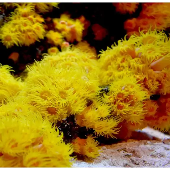 Seachem Reef Advantage Magnesium Raises Magnesium for Aquariums Photo 4