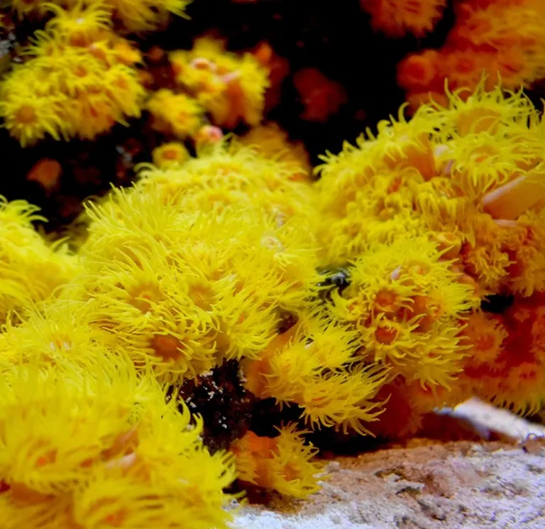 Seachem Reef Advantage Magnesium Raises Magnesium for Aquariums Photo 4