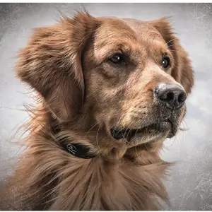 Photo of SportDog Yard Trainer 100S - YT-100S