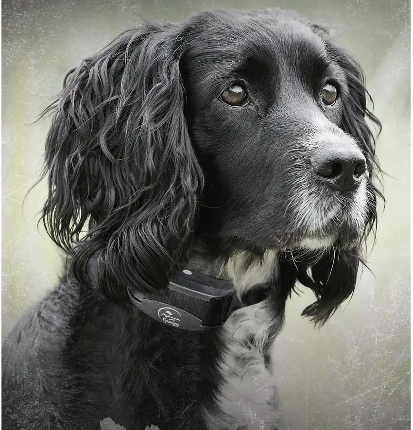 SportDog Yard Trainer 100 Photo 2