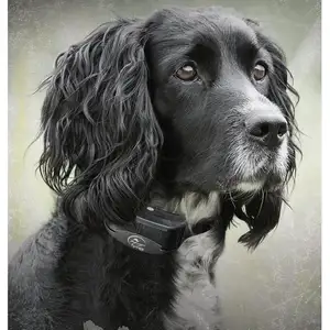 Photo of SportDog Yard Trainer 100 - YT-100