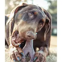 Photo of Spot Bambone Wish Bone Bacon Dog Treat Large