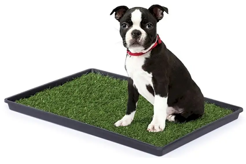 Tinkle Turf - Small Photo 1