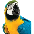 Bird Supplies