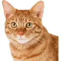 Cat Supplies