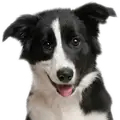 Dog Supplies