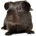 Small Pet Supplies
